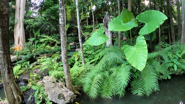 溪流中的植物和蕨类植物视频素材