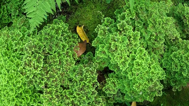 热带雨林中的绿叶蕨类植物视频素材