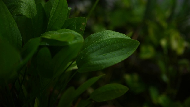 雨滴和绿叶慢动作式视频素材