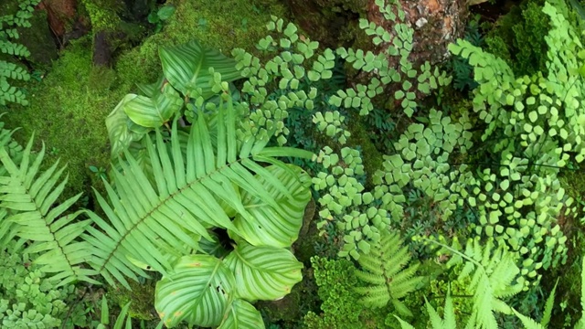 热带雨林中的植物和蕨类视频素材