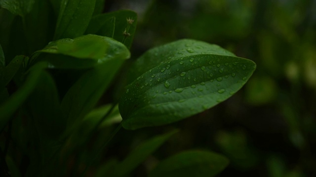 雨滴和绿叶慢动作式视频素材