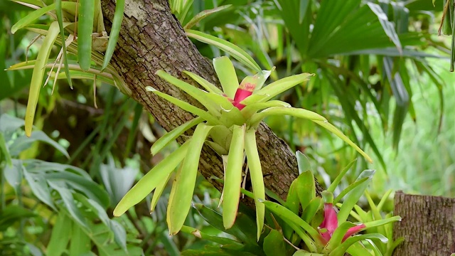 附生植物视频素材