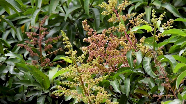 芒果花视频素材