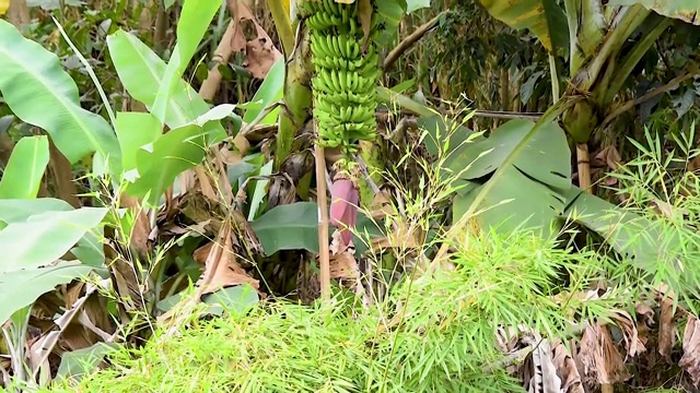 香蕉植物视频素材