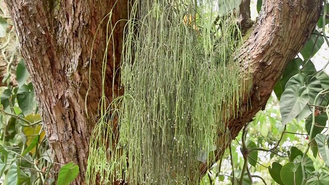 Rhipsalis,仙人掌视频素材