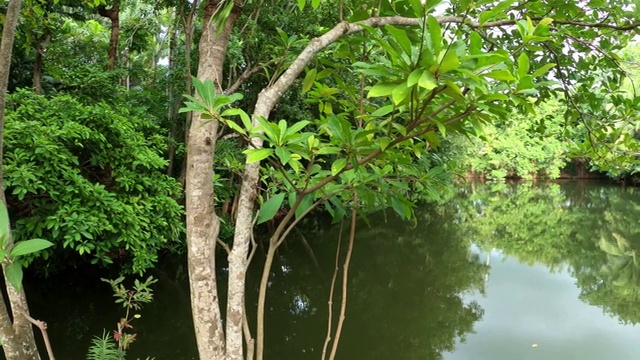 沼泽中的树木和植物视频素材