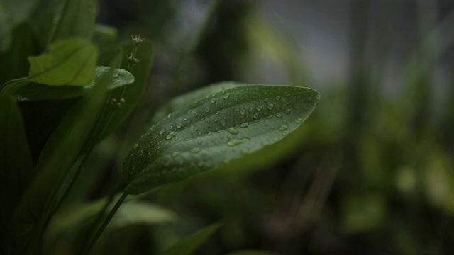 雨滴和绿叶慢动作式视频素材