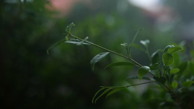 雨滴和绿叶慢动作式视频素材