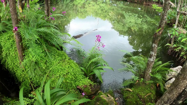 沼泽中的树木和植物视频素材