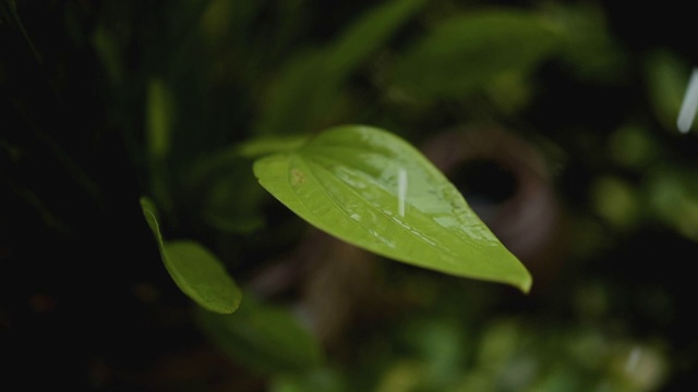 雨滴和绿叶慢动作式视频素材