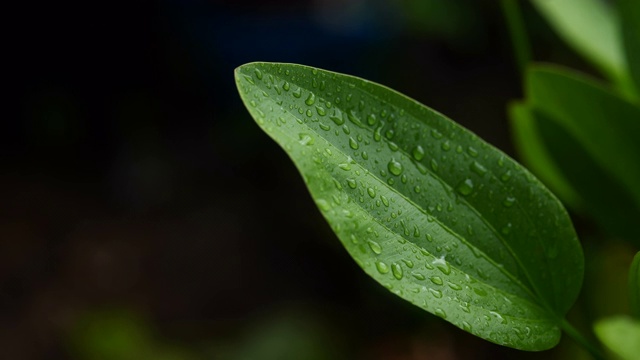 雨滴和绿叶慢动作式视频素材