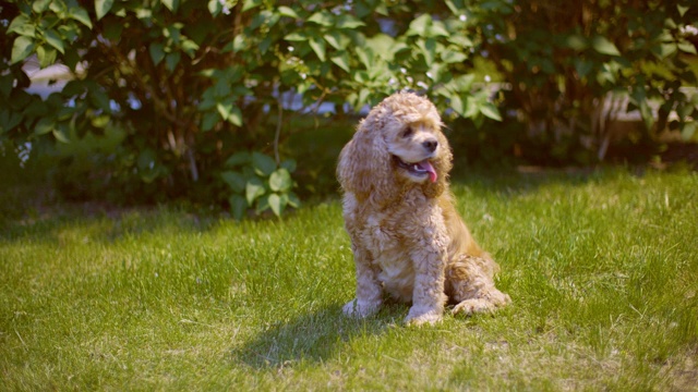 阳光明媚的公园里，可卡犬在绿色的草地上伸着舌头呼吸。米黄色的狗坐在夏季花园的绿色草坪上，伸出舌头。视频素材