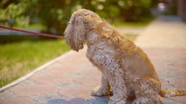 米色可卡犬呼吸时伸出舌头。疲惫的狗坐在城市的人行道上，在傍晚的灯光背景下吐着舌头呼吸。视频素材