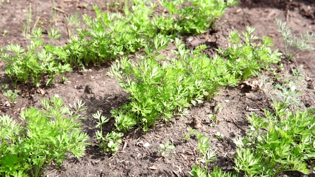 胡萝卜植物生长在泥土中，有机农业，在地里成行，特写视频素材