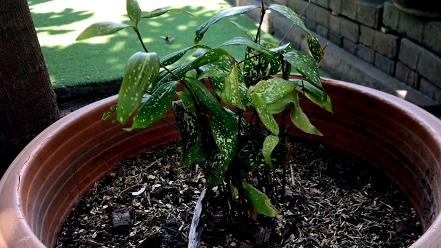 在盆中种植植物。视频素材