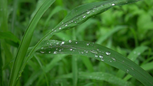 草叶在雨中有水滴。视频素材