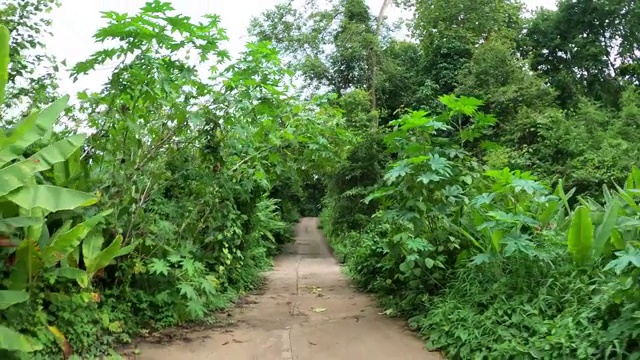 在通往森林的土路上开车视频素材