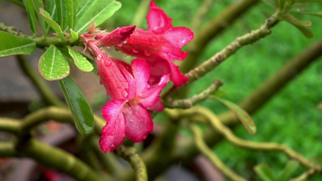 在降雨过程中，水滴缓慢地落在Adenium花上。视频素材