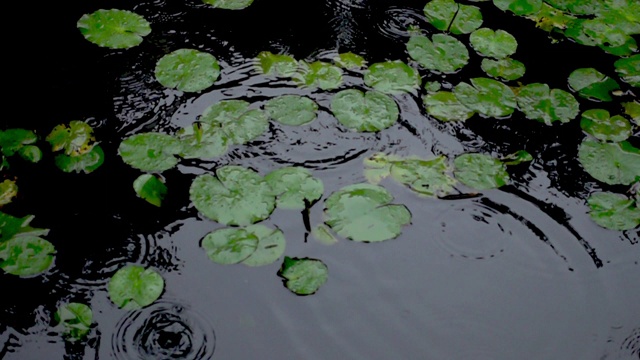 雨水落在池塘里。视频素材