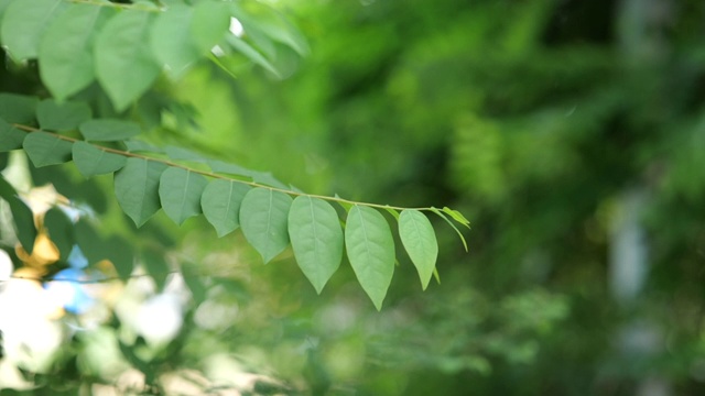 慢镜头绿叶视频素材