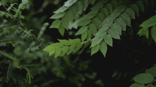 慢镜头绿叶视频素材