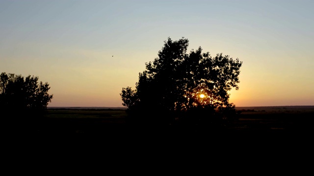 飞过一大片田野上的几棵树，背景是夕阳视频素材