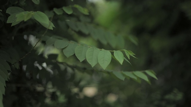 慢镜头绿叶视频素材