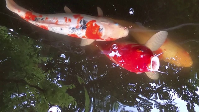 水里有锦鲤视频素材