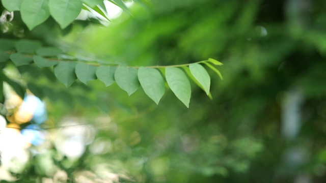 慢镜头绿叶视频素材