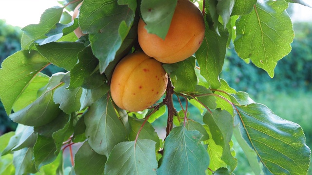 大熟杏在树枝上特写。一个长满绿叶和水果的果园。收获时间。天然糖果和维生素。视频素材