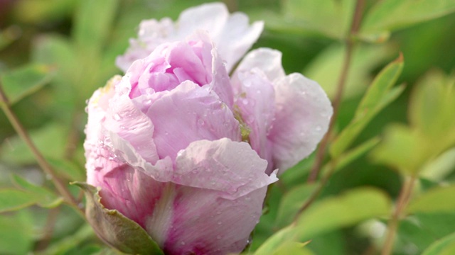 雨后粉红牡丹花视频素材