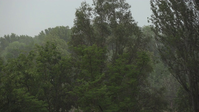 在大雨和大风中吹树。恶劣的天气和暴风雨视频素材