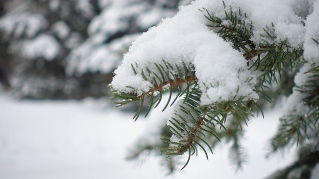 雪花落在冷杉树枝上视频素材