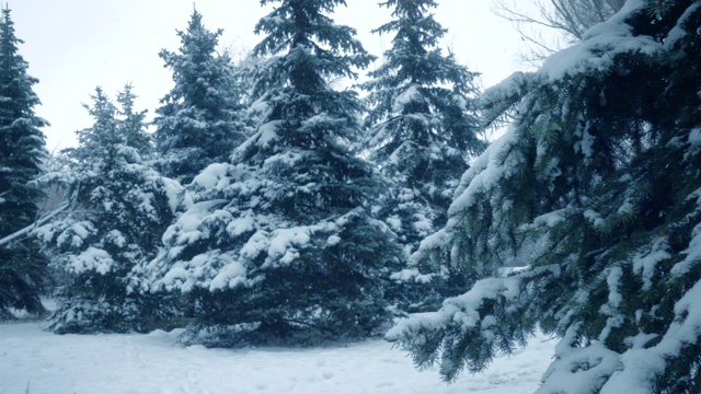 雪花落在冷杉树枝上视频素材