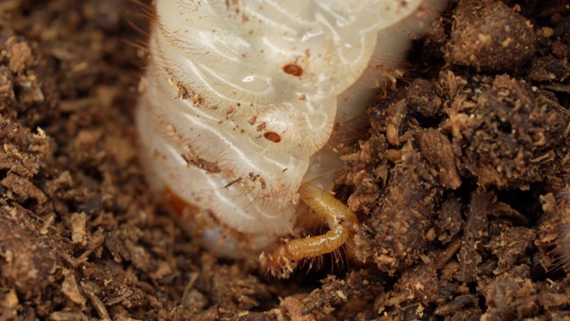 大日本犀牛甲虫(Allomy dichotoma)的幼虫在地下挖洞视频素材