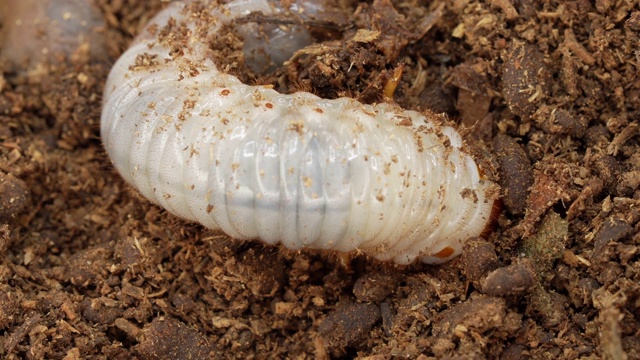 俯视图日本犀牛甲虫(Allomy dichotoma)的幼虫在泥土中移动视频素材