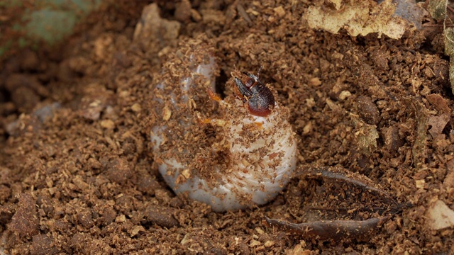 日本犀牛甲虫(Allomy dichotoma)的幼虫饲养它的头部视频素材