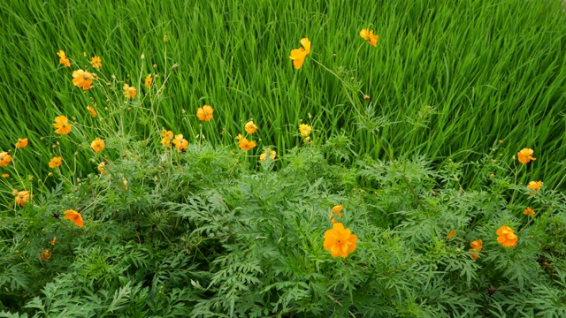 墨西哥紫菀花对年轻的稻田背景视频素材