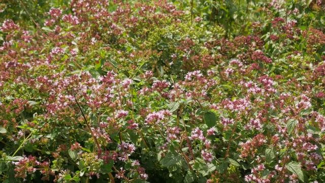 大黄蜂和蜜蜂从田里的牛至花上采集花蜜视频素材