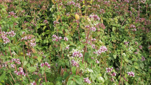 大黄蜂和蜜蜂从田里的牛至花上采集花蜜视频素材