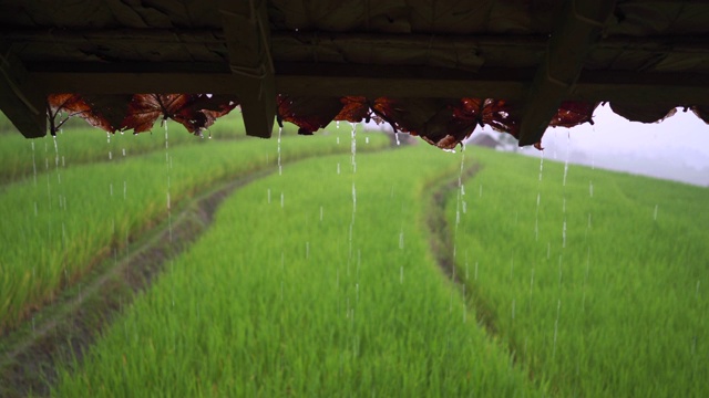 雨水从木屋的屋顶上滴落下来。视频素材