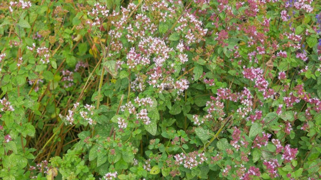 大黄蜂和蜜蜂从田里的牛至花上采集花蜜视频素材