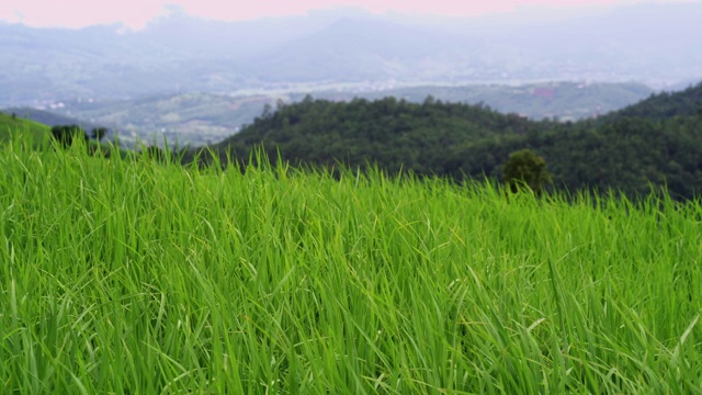 在山上移动梯田植物视频素材