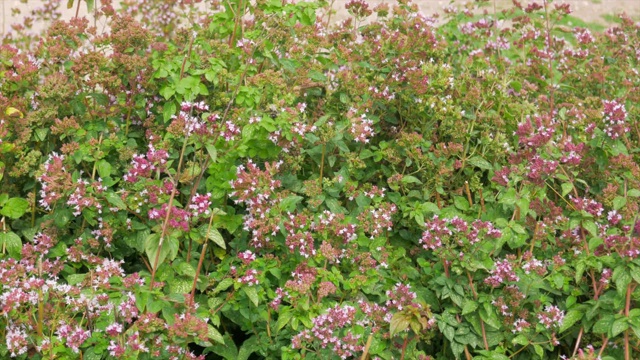 大黄蜂和蜜蜂从田里的牛至花上采集花蜜视频素材