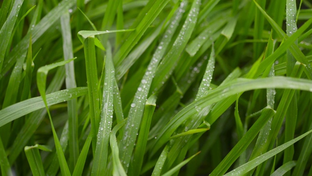 雨滴落在水稻植株的叶子上。视频素材