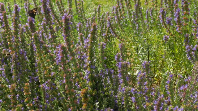 大黄蜂和蜜蜂在田野里采集牛膝草花蜜视频素材