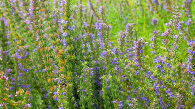 大黄蜂和蜜蜂在田野里采集牛膝草花蜜视频素材