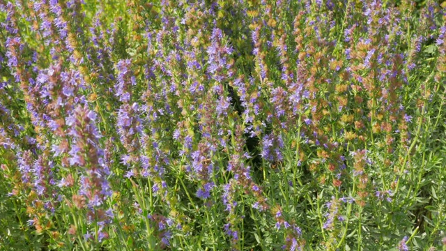 大黄蜂和蜜蜂在田野里采集牛膝草花蜜视频素材