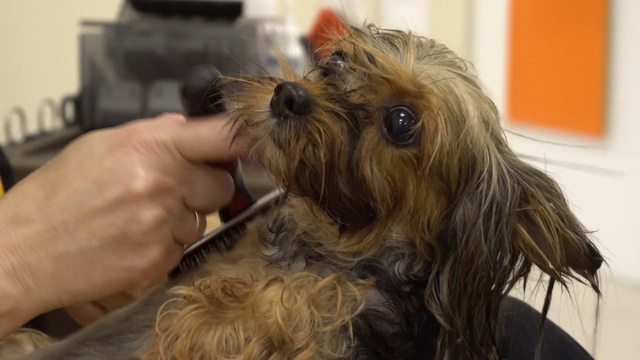 约克郡犬的头发是在美容院用刷子和吹风机梳理的。视频素材