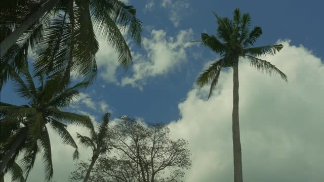 夏日蓝天下的绿色棕榈树与微风摇动的树叶在热带天堂岛旅游目的地和美丽的自然概念视频下载